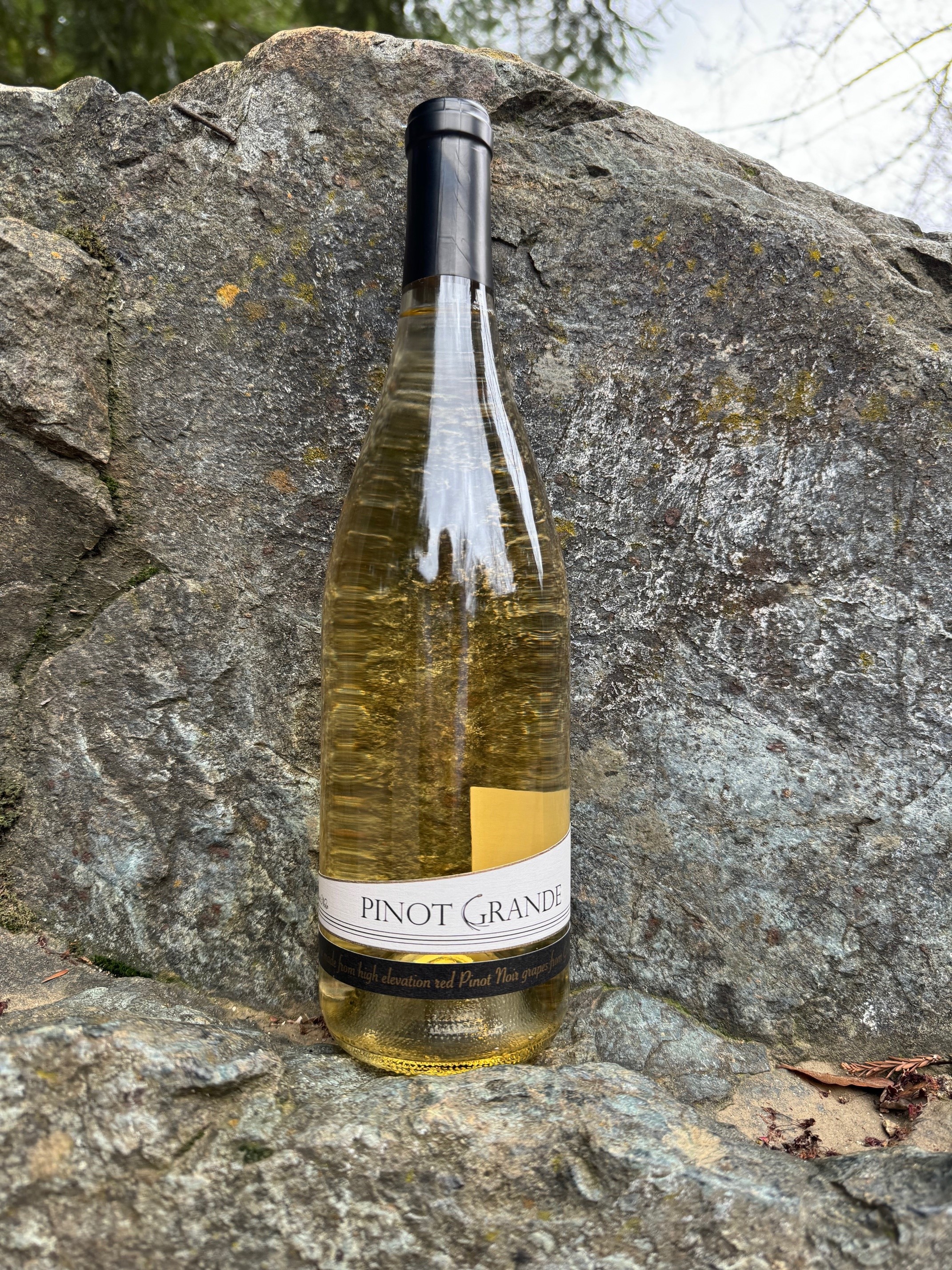 Product Image for White Pinot Noir 2021